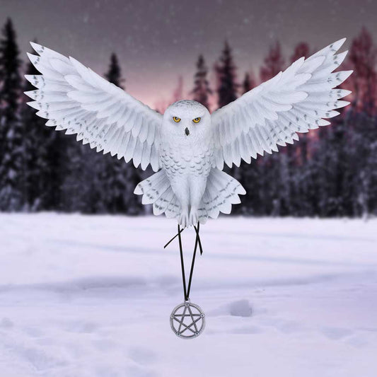 Anne Stokes Awaken your Magic Owl Pentagram Wall Plaque