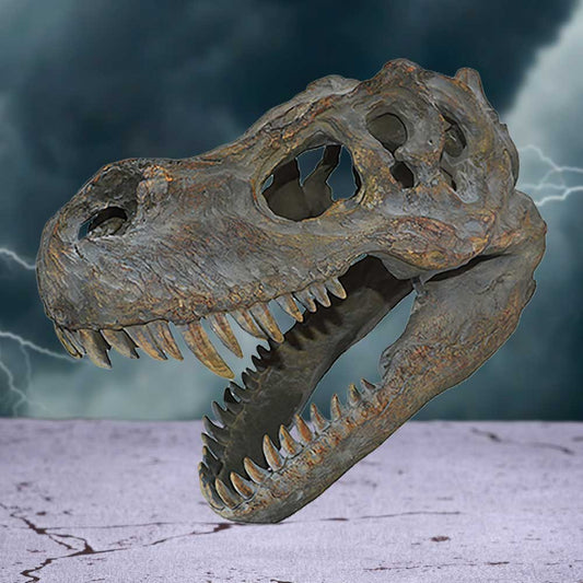 Tyrannosaurus Rex Dinosaur Skull Small 39.5cm