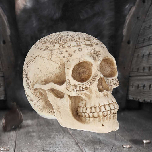 Astrological Skull Engraved With The Zodiac Circle 20cm