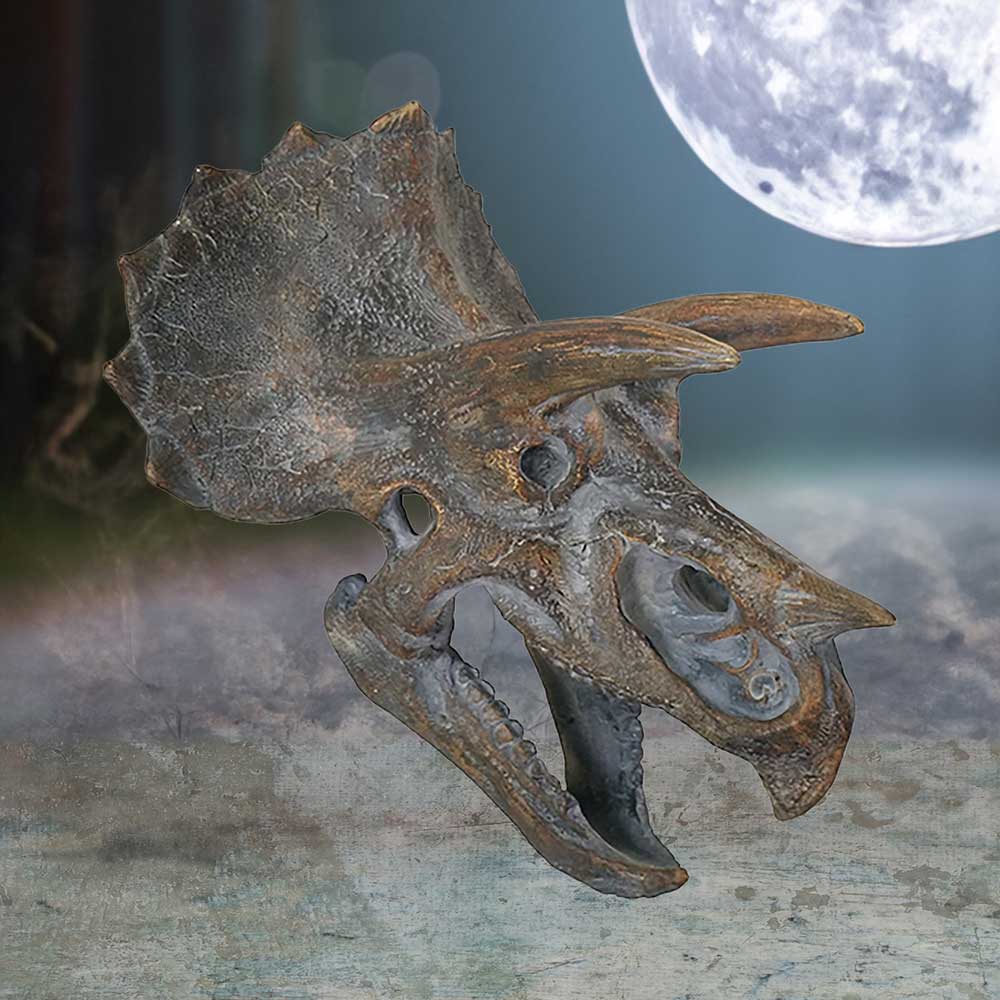 Triceratops Dinosaur Skull 23cm